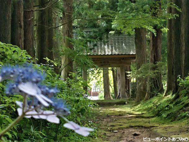 参道の紫陽花