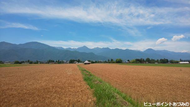 麦畑と常念山脈