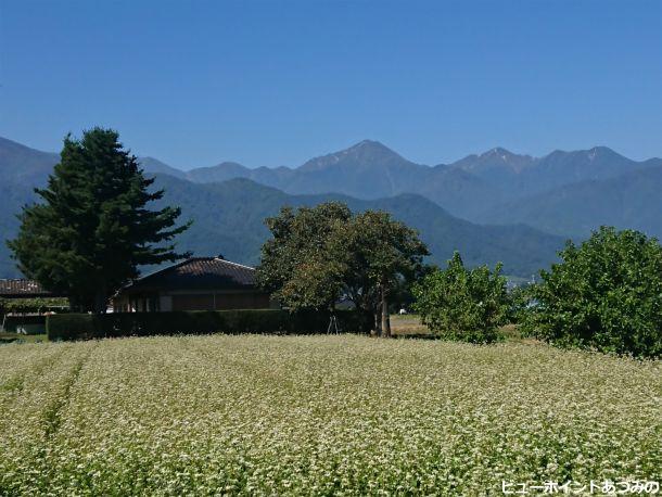 常念岳と蕎麦の花