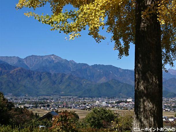 大銀杏と餓鬼岳