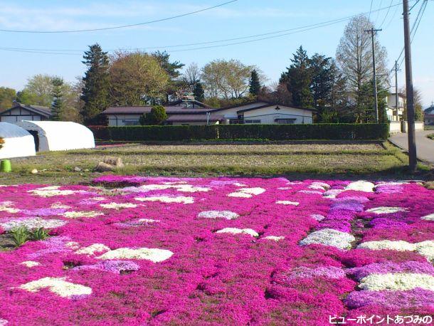 屋敷林と芝桜