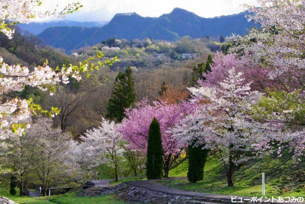 桜百様