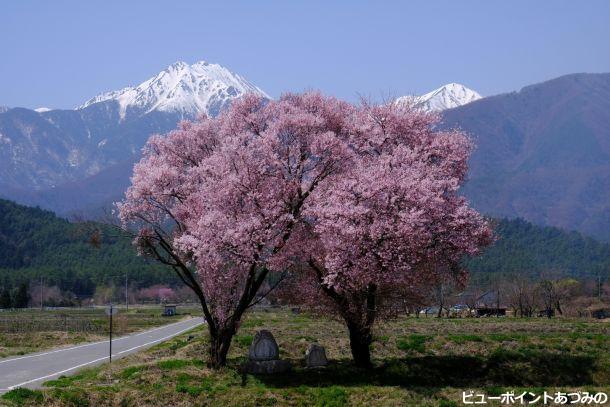 桜と常念岳