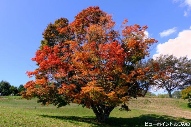 七色大カエデの紅葉