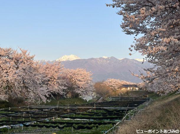 わさび田と常念岳と桜