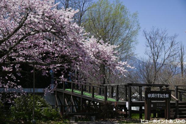 記念館と百楽桜