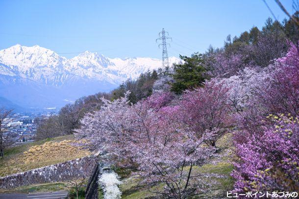 北アルプスと桜