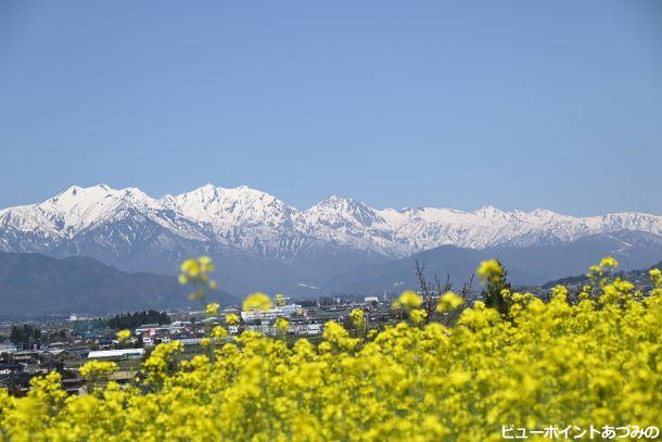 北アルプスと菜の花