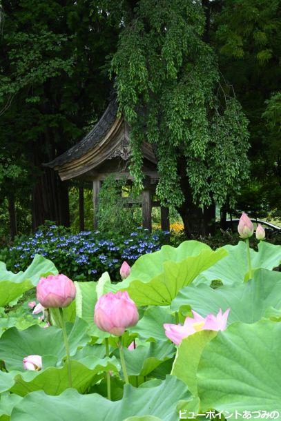 蓮と紫陽花