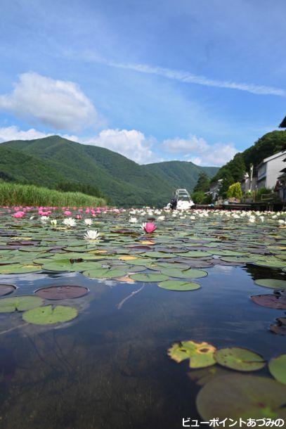 木崎湖の睡蓮