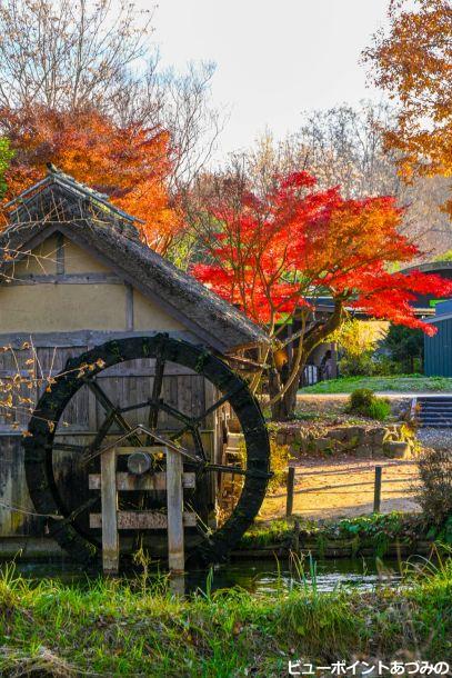 紅葉のわさび農場