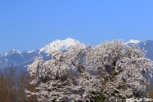 常念岳と桜