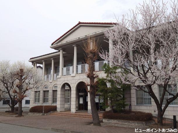 教育会館の魯桃桜