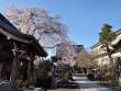 東光寺の枝垂桜