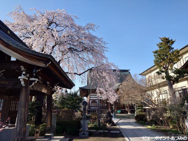 東光寺の枝垂桜