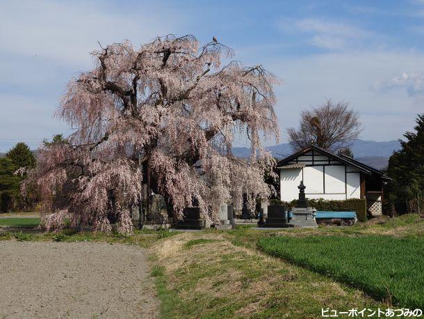 本村の大しだれ桜