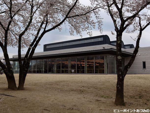 中央図書館と桜