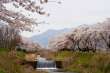 黒沢川の桜