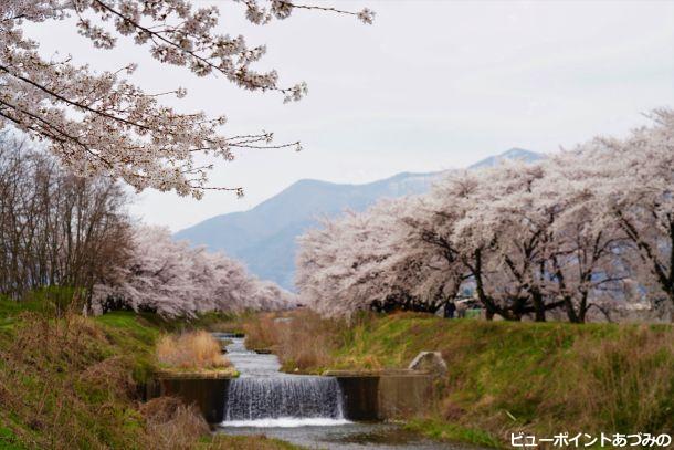 黒沢川の桜
