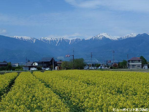 菜の花と常念岳