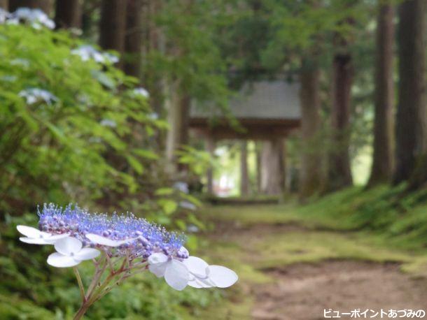 参道の紫陽花