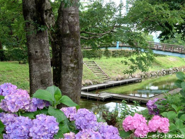 湧水と紫陽花