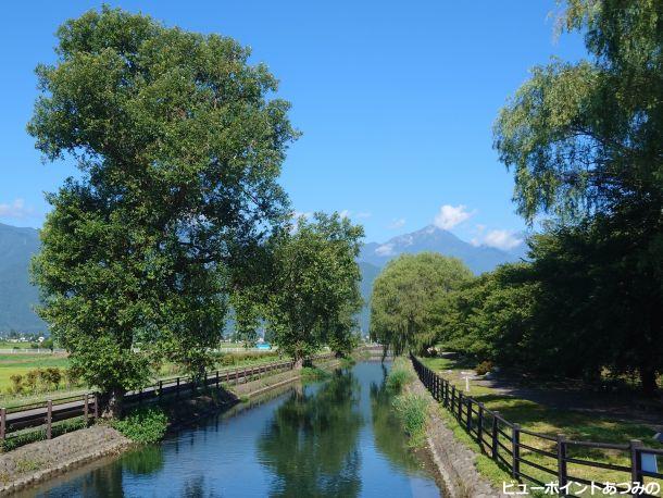 柳の大木と常念岳