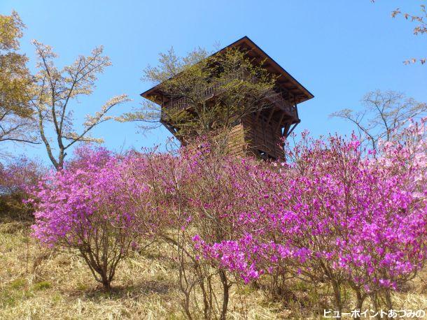 長峰山のミツバツツジ