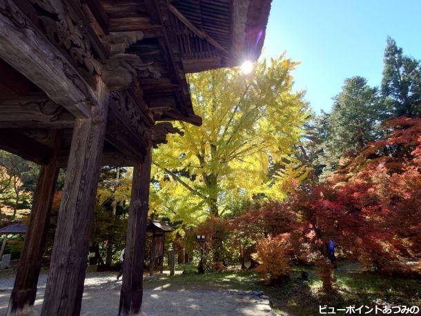 霊松寺山門と銀杏