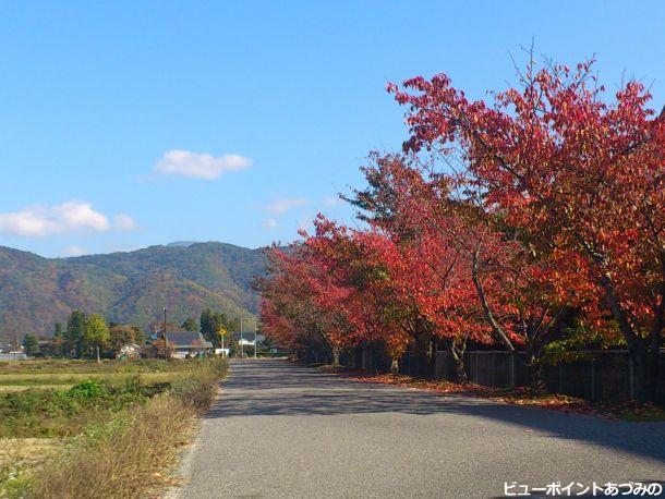 新田堰沿いの桜並木