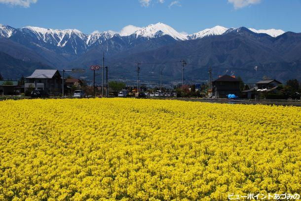 菜の花咲く安曇野