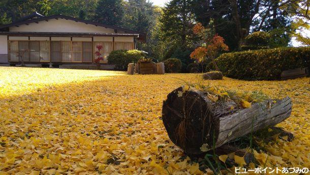 長福寺の銀杏