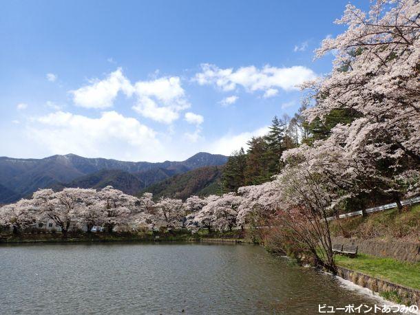 室山池の春