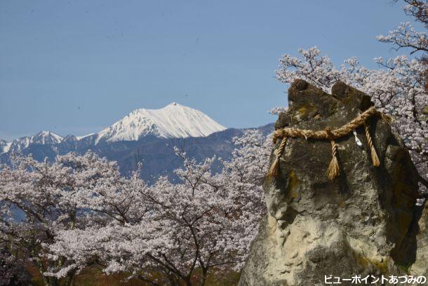 桜満開の龍門淵