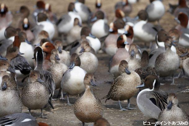 こっちにも餌くるカモ