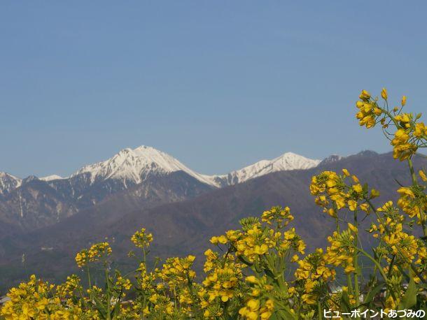 菜の花と双峰