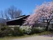 田淵記念館と百楽桜