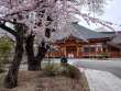 宗徳寺の桜