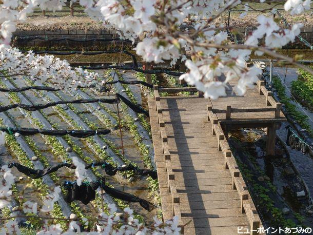 わさび田と桜