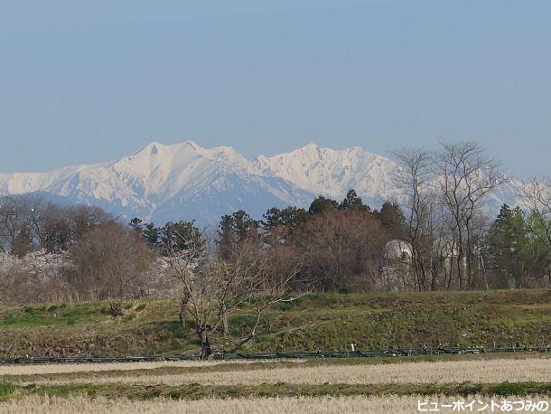 桜と後立山連峰