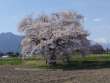 須沼の一本桜