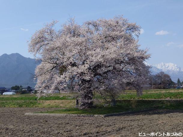 須沼の一本桜