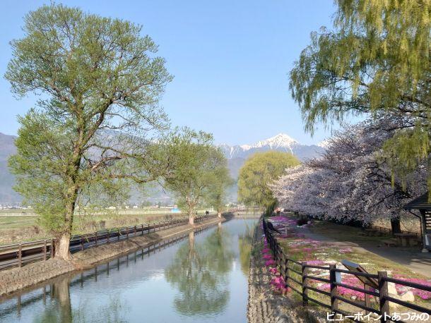 拾ヶ堰と桜と常念岳