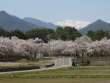 蓮華岳と桜並木