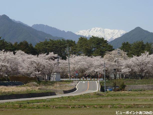 蓮華岳と桜並木