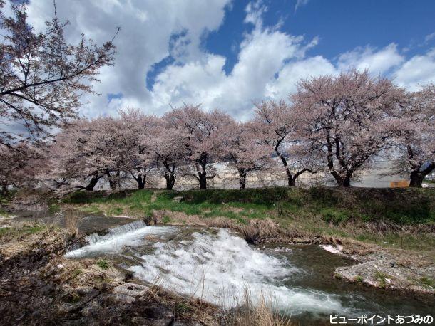黒沢川の桜並木