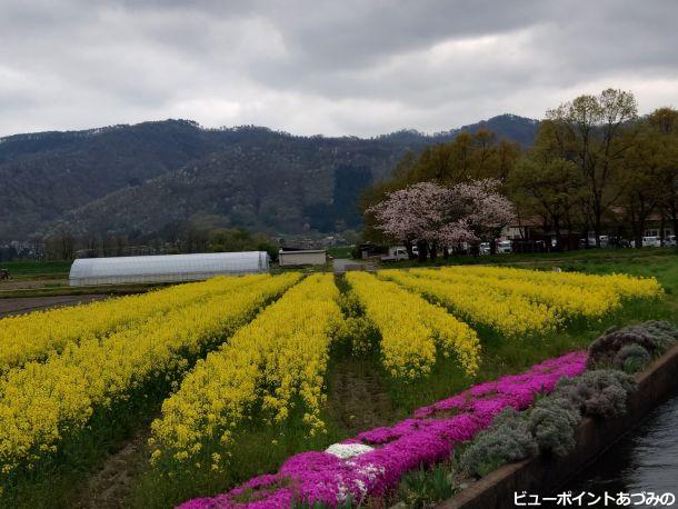 芝桜と菜の花と桜