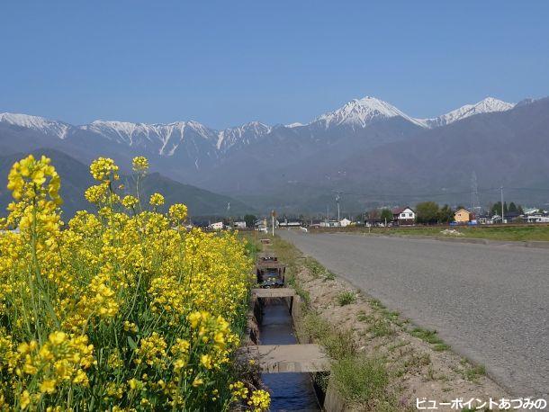 菜の花と蝶常念