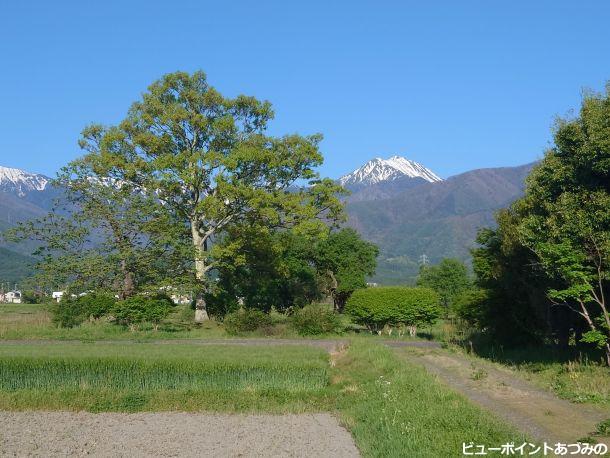 大木と常念岳