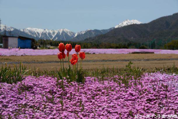 チューリップと芝桜